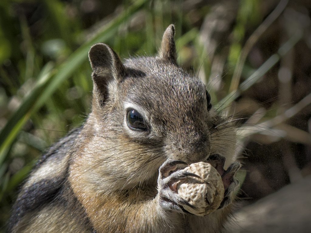 Gold Mantled Ground Squirrel - Richard Handler
